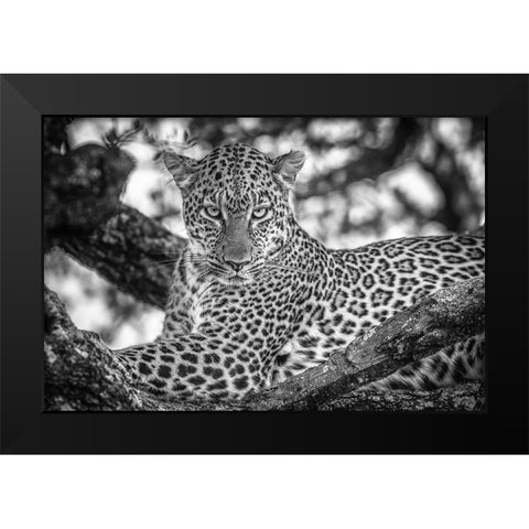 Monochrome Beauty Black Modern Wood Framed Art Print by C. Sink, Jeffrey