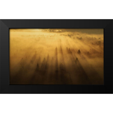 Morning In The Forest Black Modern Wood Framed Art Print by Krivec, Ales