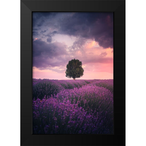 Lavender Fields, Isparta Black Modern Wood Framed Art Print by Cevik, Cuma
