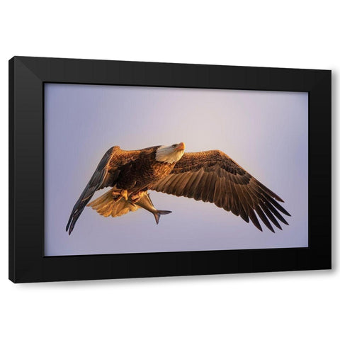 Eagle Black Modern Wood Framed Art Print by Huang, Tao