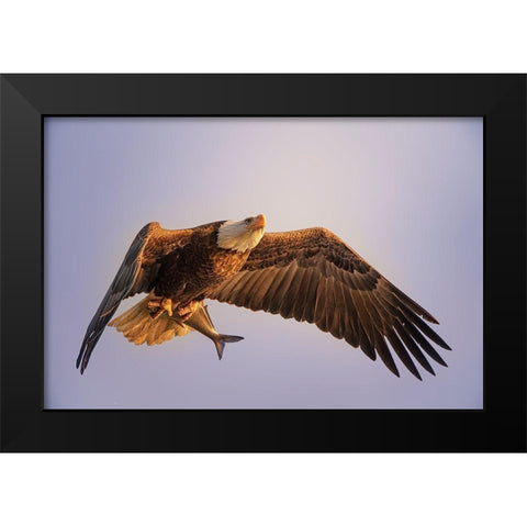 Eagle Black Modern Wood Framed Art Print by Huang, Tao