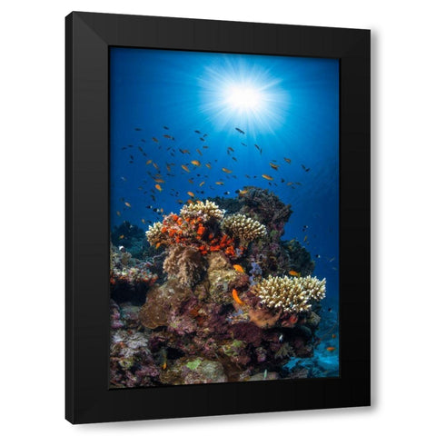 Reef And Sunshine Black Modern Wood Framed Art Print with Double Matting by Gabriel, Barathieu