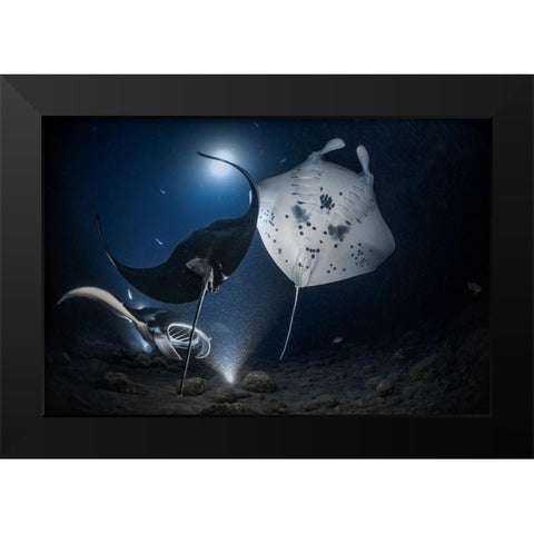 Mantas Night Out Black Modern Wood Framed Art Print by Lu, Jennifer