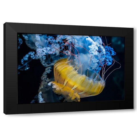 Underwater Dancer Black Modern Wood Framed Art Print by Lacina, Renata