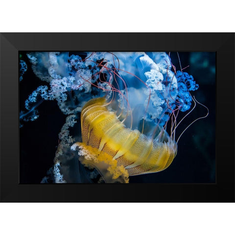Underwater Dancer Black Modern Wood Framed Art Print by Lacina, Renata