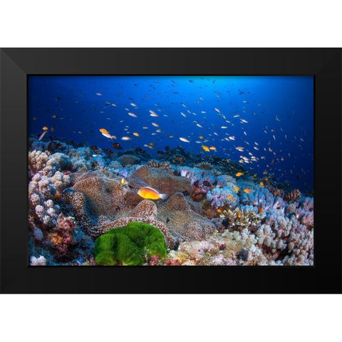 Anemon And Anthias Black Modern Wood Framed Art Print by Gabriel, Barathieu