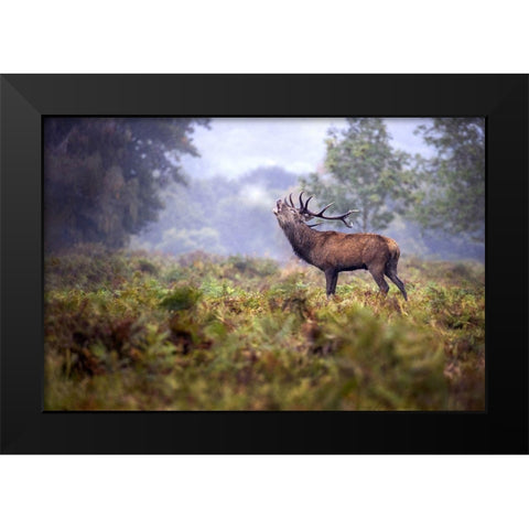 Scream In The Rain Black Modern Wood Framed Art Print by Redaelli, Marco