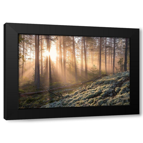 Fog In The Forest With White Moss In The Forground Black Modern Wood Framed Art Print with Double Matting by Lindsten, Christian