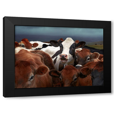 Laughing Cow Black Modern Wood Framed Art Print with Double Matting by Perlow, Gary