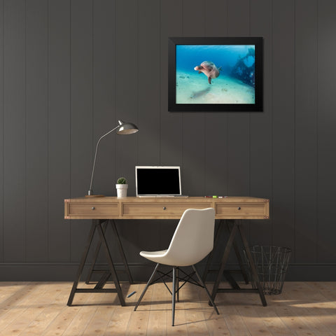 Dolphin Black Modern Wood Framed Art Print by Ben Tov, Ilan
