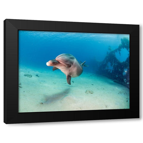 Dolphin Black Modern Wood Framed Art Print by Ben Tov, Ilan