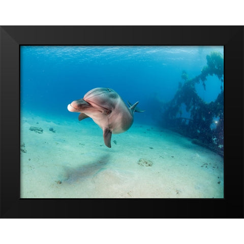 Dolphin Black Modern Wood Framed Art Print by Ben Tov, Ilan