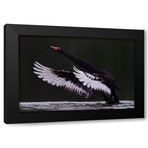 Black Swan Black Modern Wood Framed Art Print by Tjandra, C.S.