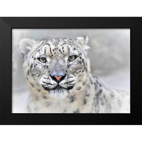 Snow Leopard Black Modern Wood Framed Art Print by Andreescu, Cristian