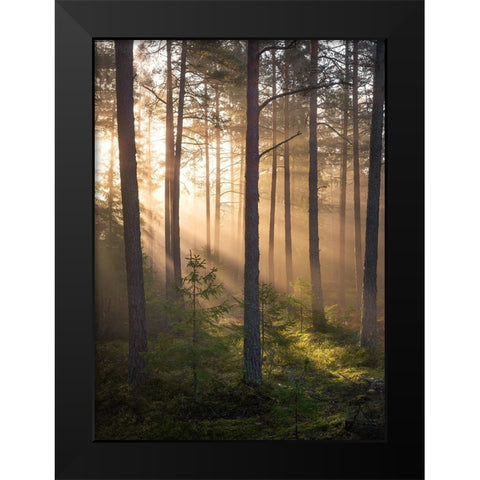 Foggy Forest Black Modern Wood Framed Art Print by Lindsten, Christian