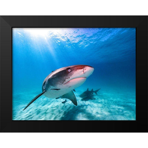 Into The Sun Black Modern Wood Framed Art Print by Melesan, Serge