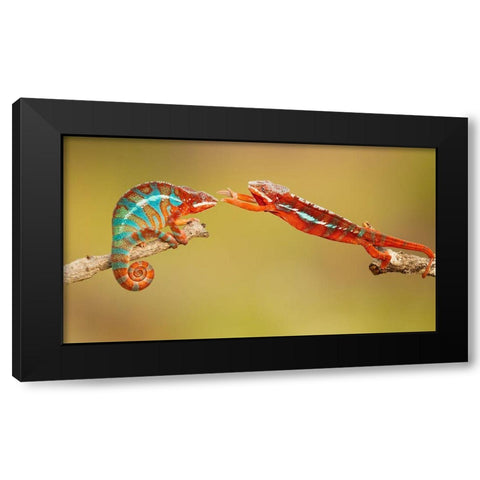 Panther Chameleons Black Modern Wood Framed Art Print by Zygmunt, Milan