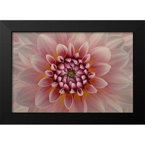 Blush Black Modern Wood Framed Art Print by Urbanski, Richard