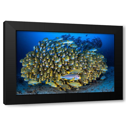 Cape Kris School Of Sweetlips Black Modern Wood Framed Art Print by Gabriel, Barathieu