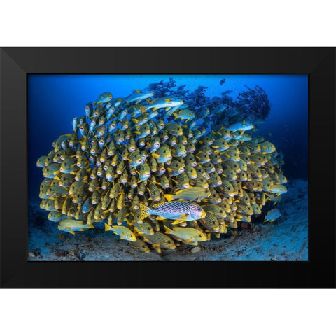 Cape Kris School Of Sweetlips Black Modern Wood Framed Art Print by Gabriel, Barathieu