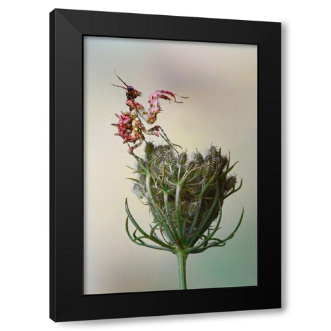 Flower Mantis Black Modern Wood Framed Art Print by Hoffman, Jimmy