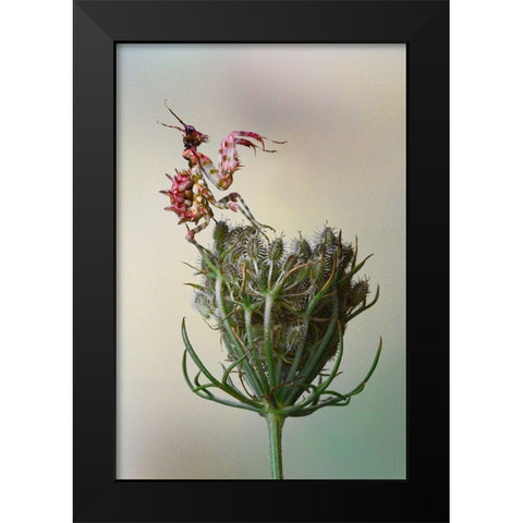 Flower Mantis Black Modern Wood Framed Art Print by Hoffman, Jimmy