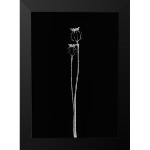 Poppy Pods Black Modern Wood Framed Art Print by Gronkjar, Lotte