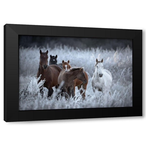 One Frosty Morning.. Black Modern Wood Framed Art Print with Double Matting by Sokolovsky, Vlad