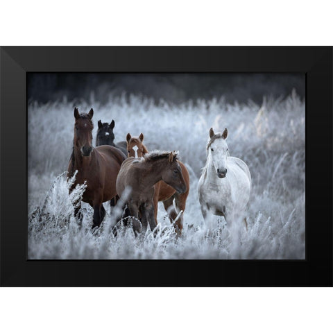One Frosty Morning.. Black Modern Wood Framed Art Print by Sokolovsky, Vlad