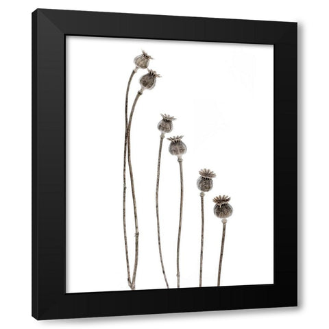 Last Years Flowering Poppies Black Modern Wood Framed Art Print with Double Matting by Gronkjar, Lotte