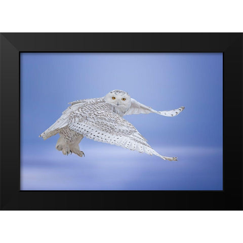 See Me Black Modern Wood Framed Art Print by Huang, Tao