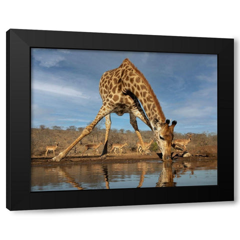 Giraffe Having A Drink Black Modern Wood Framed Art Print with Double Matting by D Lester, Linda