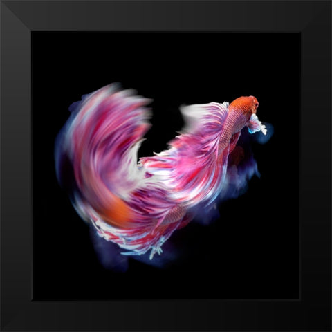 Bettafish Dance Motion Black Modern Wood Framed Art Print by Bunjamin, Antonyus