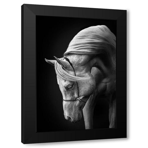 White Stallion Black Modern Wood Framed Art Print with Double Matting by Leinemann, Ulrike