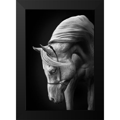 White Stallion Black Modern Wood Framed Art Print by Leinemann, Ulrike
