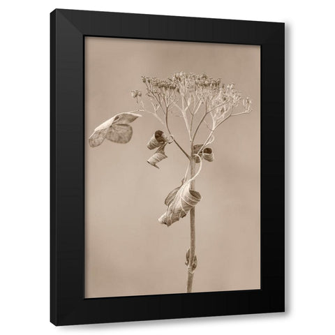 Withered Hydrangea_002 Black Modern Wood Framed Art Print with Double Matting by Suzuki, Takashi
