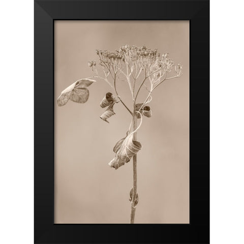Withered Hydrangea_002 Black Modern Wood Framed Art Print by Suzuki, Takashi