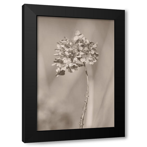 Withered Hydrangea_004 Black Modern Wood Framed Art Print by Suzuki, Takashi