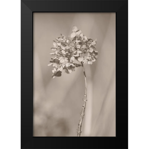 Withered Hydrangea_004 Black Modern Wood Framed Art Print by Suzuki, Takashi