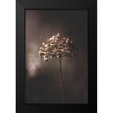 Withered Hydrangea_005 Black Modern Wood Framed Art Print by Suzuki, Takashi