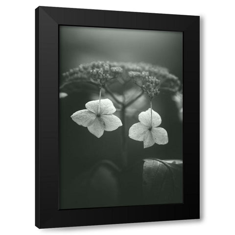 Withered Hydrangea_006 Black Modern Wood Framed Art Print with Double Matting by Suzuki, Takashi