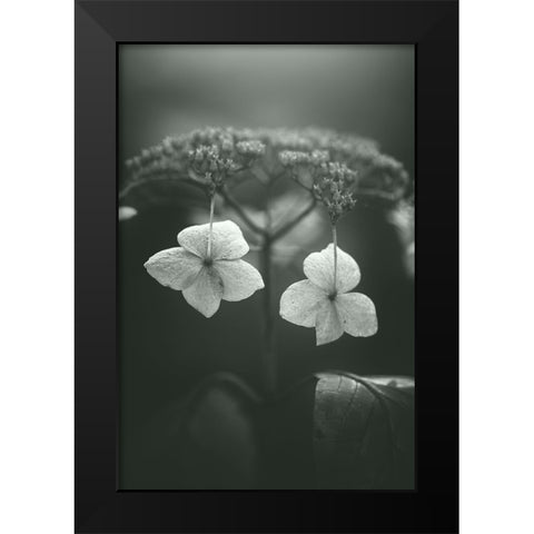 Withered Hydrangea_006 Black Modern Wood Framed Art Print by Suzuki, Takashi