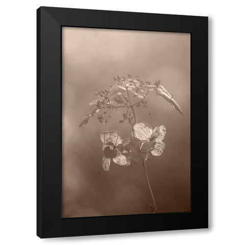 Withered Hydrangea_008 Black Modern Wood Framed Art Print by Suzuki, Takashi