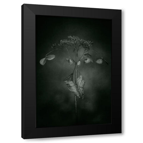 Withered Hydrangea_009 Black Modern Wood Framed Art Print with Double Matting by Suzuki, Takashi