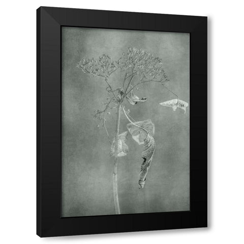 Withered Hydrangea_012 Black Modern Wood Framed Art Print by Suzuki, Takashi
