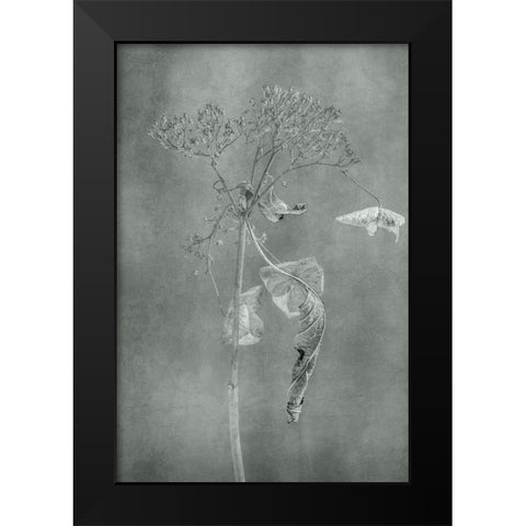 Withered Hydrangea_012 Black Modern Wood Framed Art Print by Suzuki, Takashi