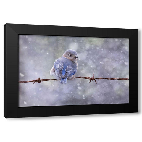 Eastern Bluebird Black Modern Wood Framed Art Print with Double Matting by D Lester, Linda