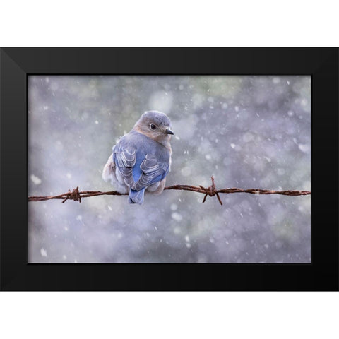 Eastern Bluebird Black Modern Wood Framed Art Print by D Lester, Linda
