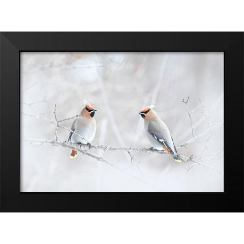 Bohemian Waxwings Black Modern Wood Framed Art Print by Cumming, Jim