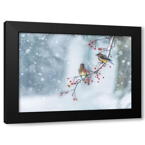 Colors Of Winter Black Modern Wood Framed Art Print with Double Matting by Chen, Hong